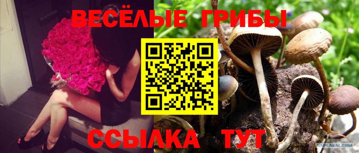 Псилоцибиновые грибы GOLDEN TEACHER Советский